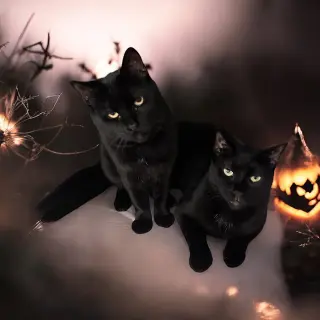 Tilt (must be adopted w Midnight Blue)