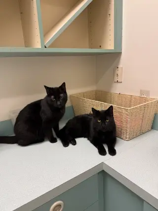 Tilt (must be adopted w Midnight Blue)