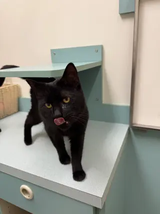 Tilt (must be adopted w Midnight Blue)