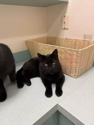 Tilt (must be adopted w Midnight Blue)