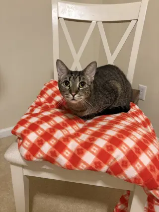 Ingrid (must be adopted with Peppers)