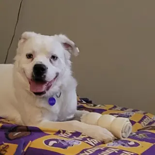 Falcor