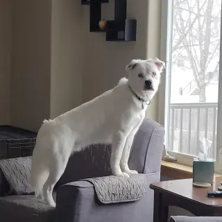Falcor