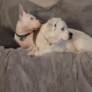 Falcor