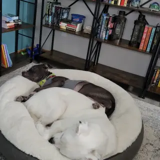 Falcor