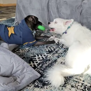 Falcor