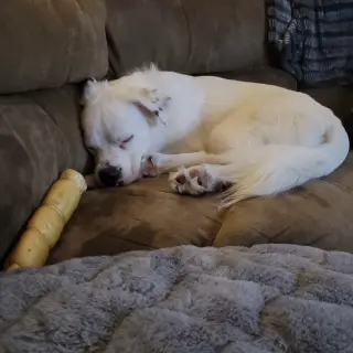 Falcor