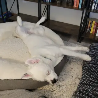 Falcor