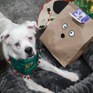 Falcor