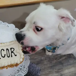 Falcor