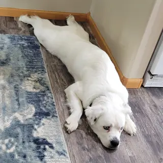 Falcor