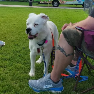 Falcor