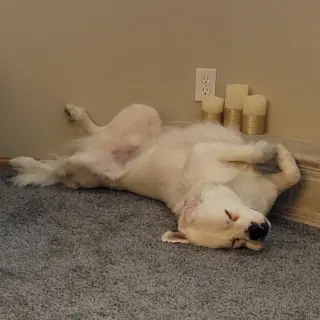 Falcor