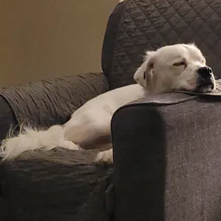 Falcor