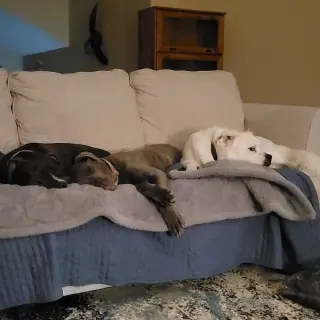 Falcor