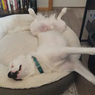 Falcor