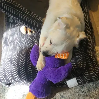 Falcor