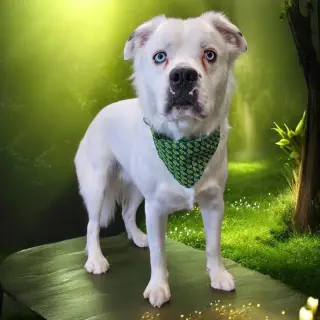 Falcor