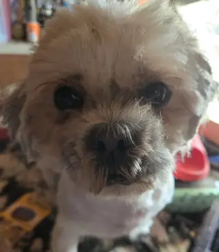 Andy