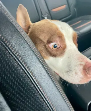 Roscoe