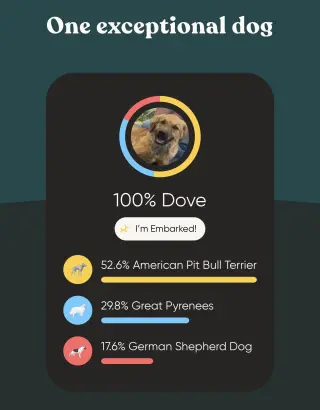 Dove