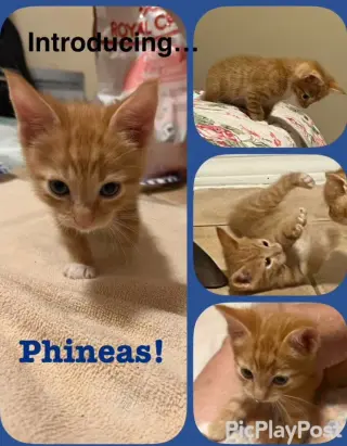Phinny-S