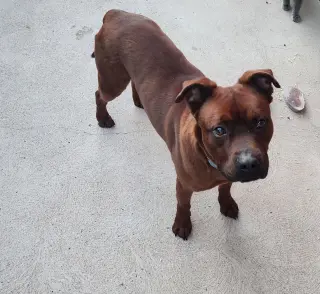 Roscoe (Courtesy)