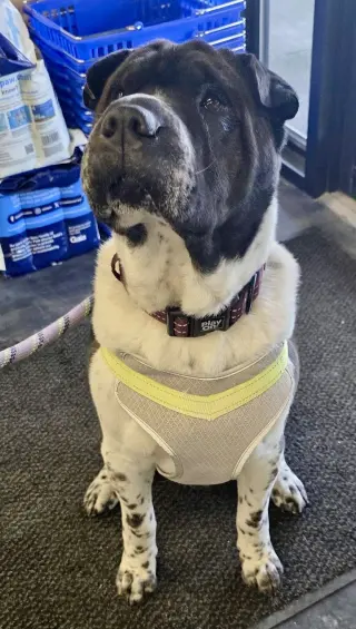 Bernard