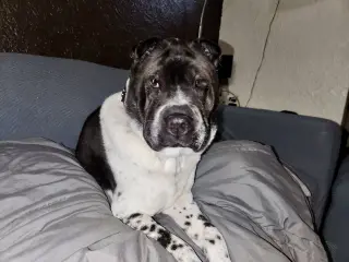 Bernard