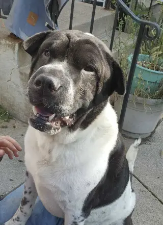 Bernard
