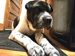 Bernard