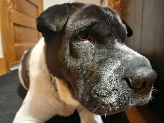 Bernard