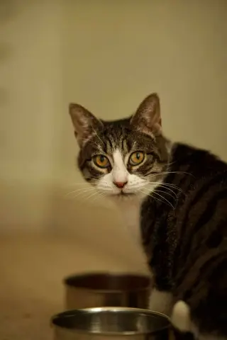 Katie