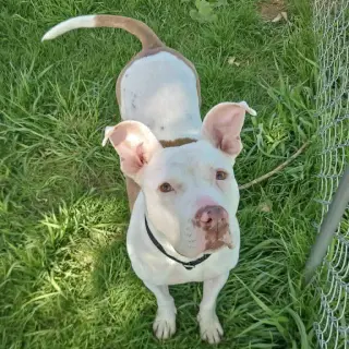 Suki