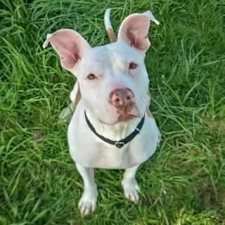 Suki