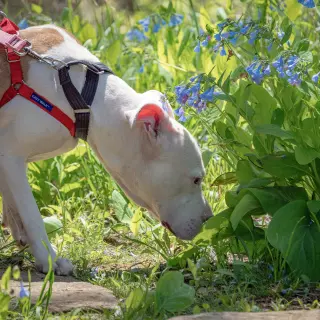 Suki