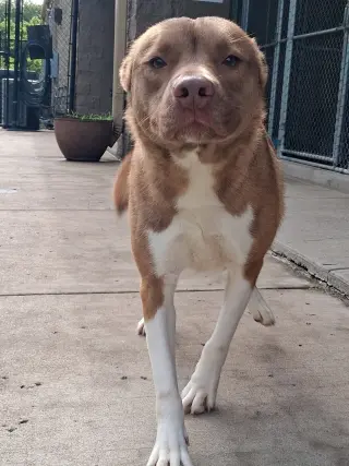 Ace