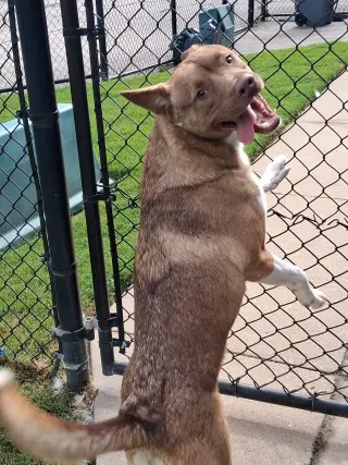 Ace