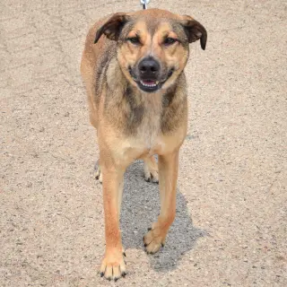Max