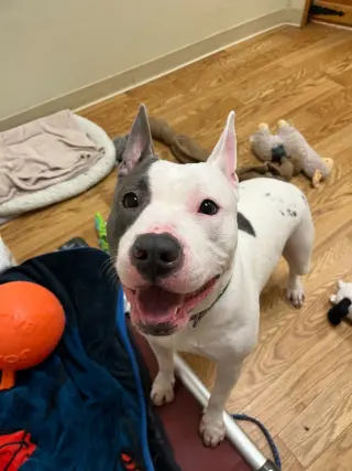 Pinky (Courtesy Post)