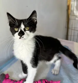 MILO