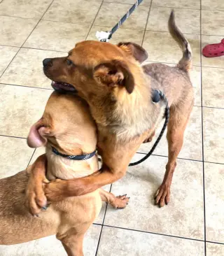 Willow and Sage