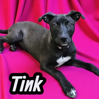 Tink