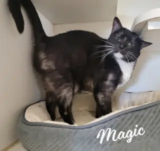 Magic #smoke-tuxedo