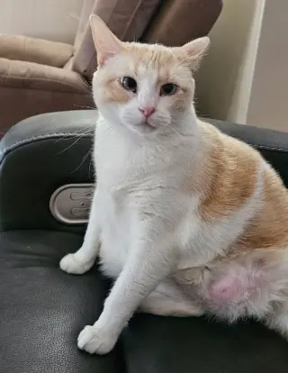 Marshmallow