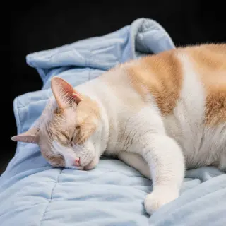Marshmallow