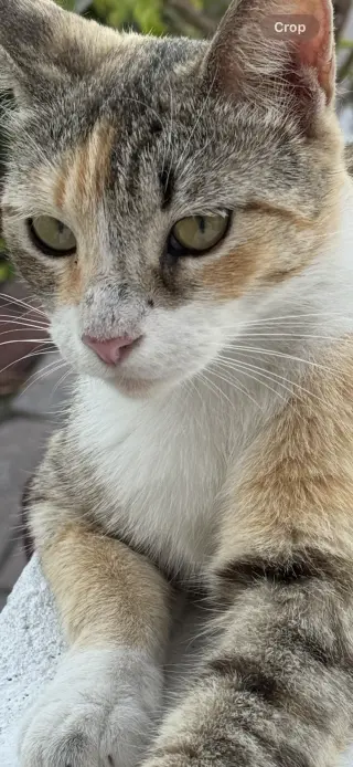 Ginger