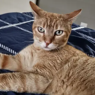 Cuddlebug