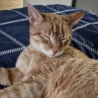 Cuddlebug