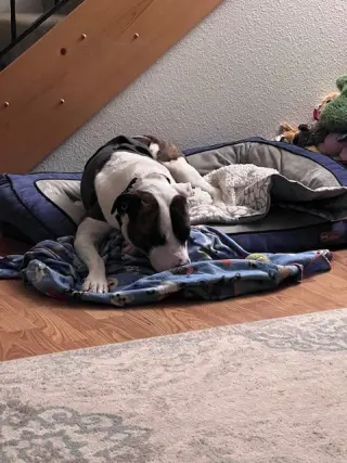 Kiri